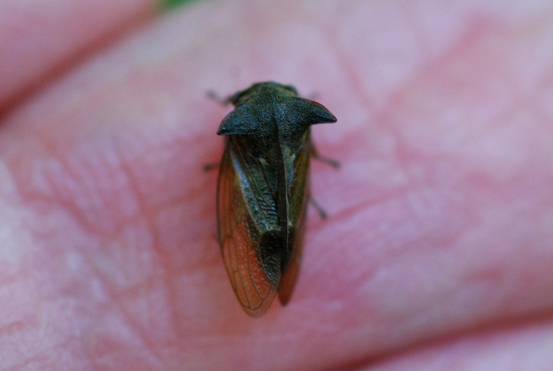Centrotus cornutus